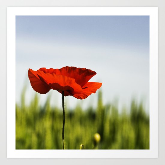 Poppy Art Print