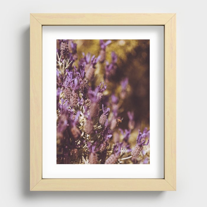 honey bee and french lavender Recessed Framed Print