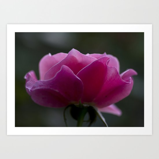 Delicate Pink Rose Art Print