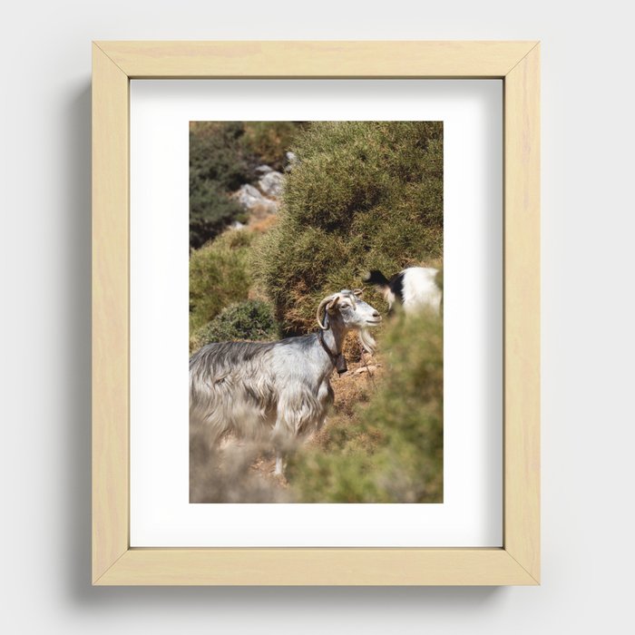 Greek Goat on the Hill | Green Animal Photograph | Cute & Fuzzy Mountain Goat | Travel Photography in Greece Recessed Framed Print