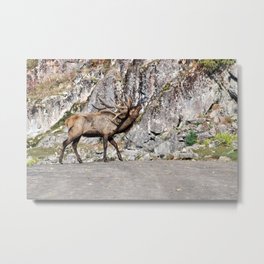 Wapiti Bugling: Bull Elk Metal Print