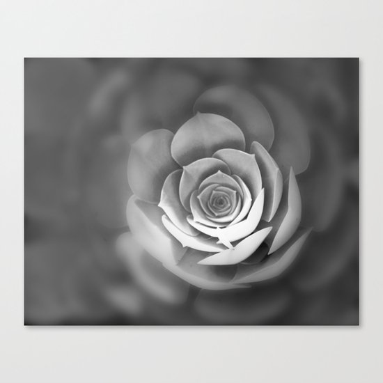 Sempervivum Canvas Print