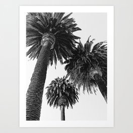 Black and White Palmies Art Print