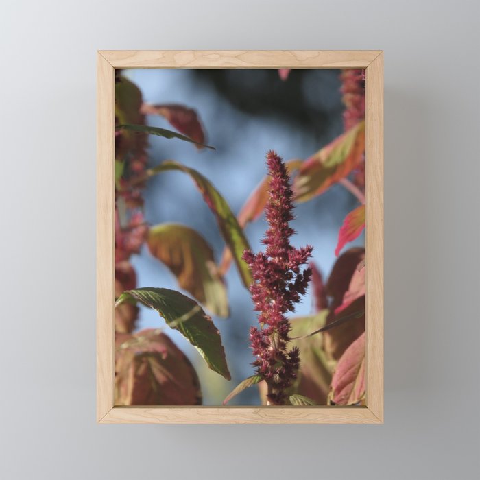pretty red amaranth stalk - community garden finds Framed Mini Art Print