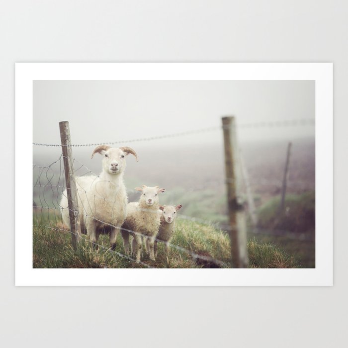 I See Ewe - Animal Photography, Icelandic Sheep Art Print