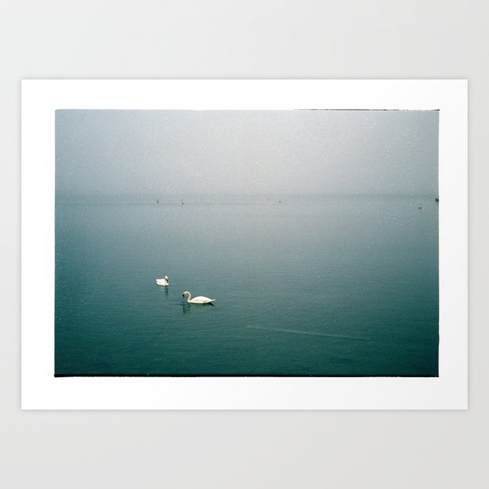 Swans in a misty harbour Art Print | Photography, Film, Color, Swans, Water, Mist, Animal, Birds, Harbour, Analog