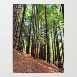 Sequoias in Cabezon de la Sal, Spain. Poster