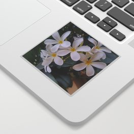 Frangipani Flower - Champa Sticker