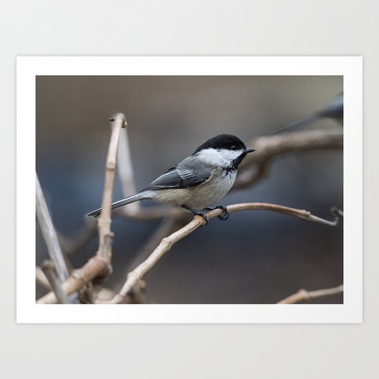 Chickadee Art Print