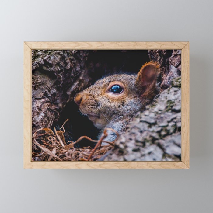 Squirrel At Home Photograph Framed Mini Art Print