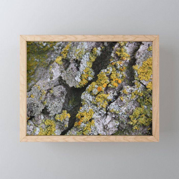 Lichen #1 Framed Mini Art Print
