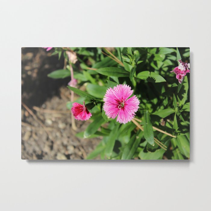Pink Flower Metal Print