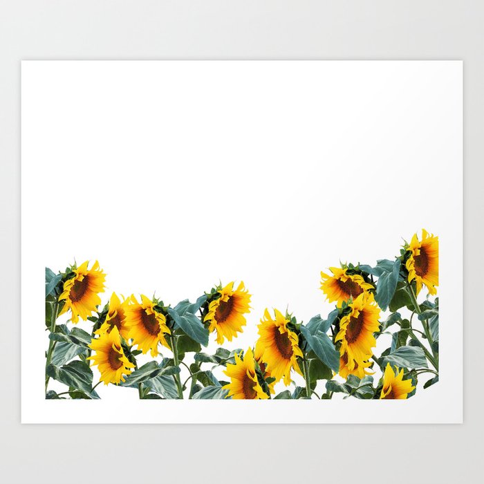 Sunflowers illustration Drawing Art Art Print