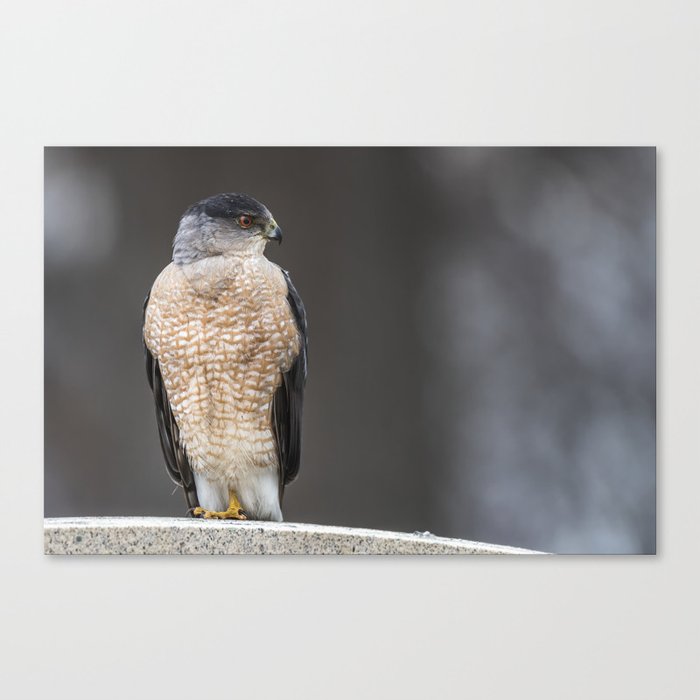 Red eyed Coopers Hawk Canvas Print