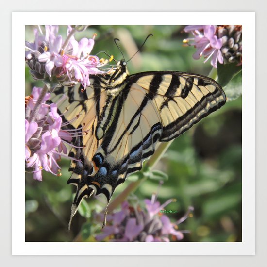 Western Tiger Swallowtail on Lemon Blossoms Art Print