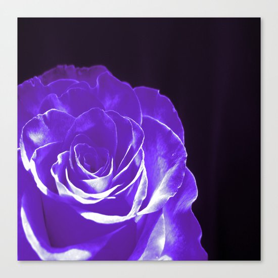 Colours Rose W Canvas Print