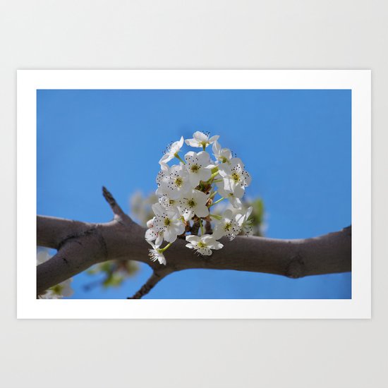 Spring Blossoms - IV Art Print