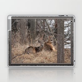 White-Tailed Deer Laptop & iPad Skin