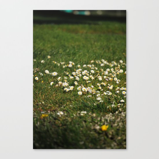Dasies Canvas Print