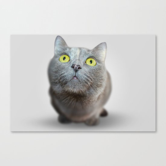 The Cat's Stare Canvas Print