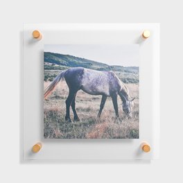 Vintage arabian purebred grey young horse pasture in the countryside  Floating Acrylic Print
