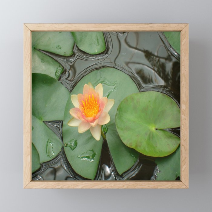 Water Lily Flower  Framed Mini Art Print