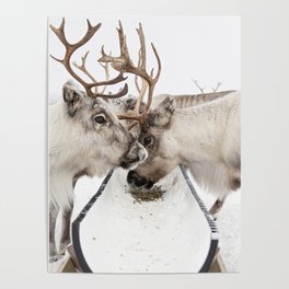 Herd Of Reindeers Eating In The Snow In Lapland Photo | Norway Animal Print | Travel Photography Poster