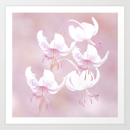 White lilies with pink background Art Print