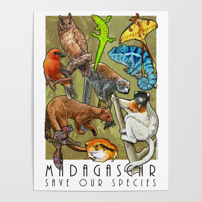 Save Our Species: Vanishing Animals of the Madagascar Poster by Wildlife  Art by Roger Hall | Society6