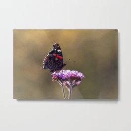 Red admiral butterfly | Purple flower | Nature photography in color Metal Print | Nature, Insect, Animal, Flowers, Floral, Butterfly, Insects, Macro, Flower, Photo 