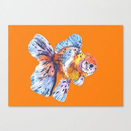 Colorful Goldfish  Canvas Print