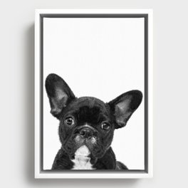 Black and White French Bulldog Framed Canvas