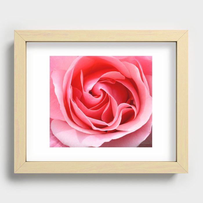 Pink Rose Recessed Framed Print