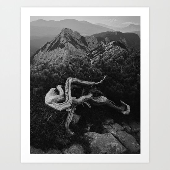 Mountain Pine Root Octopus Art Print