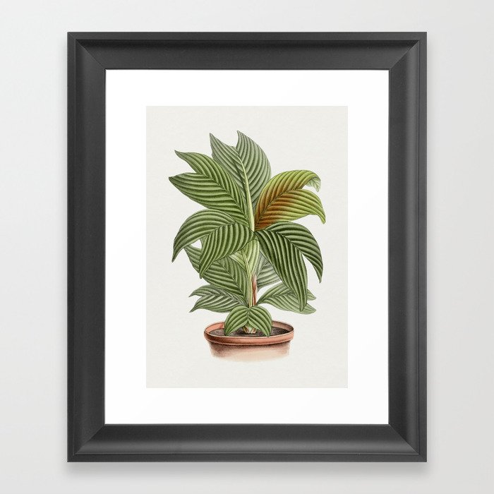 Hand Drawn Calathea Orbifolia Plant Framed Art Print