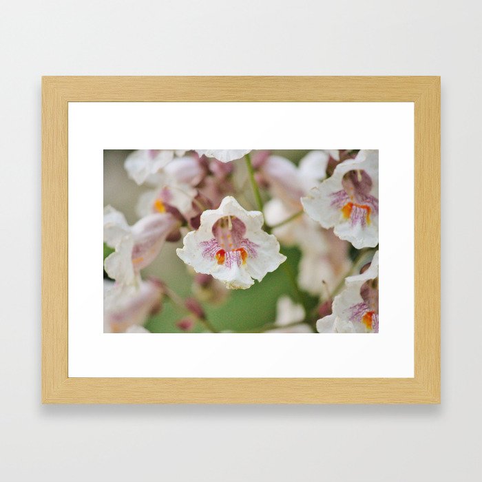 Blooming Chestnut Framed Art Print