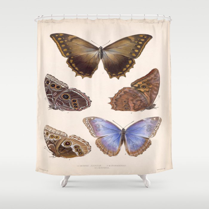 Moths And Butterfly Vintage Scientific Hand Drawn Insect Anatomy