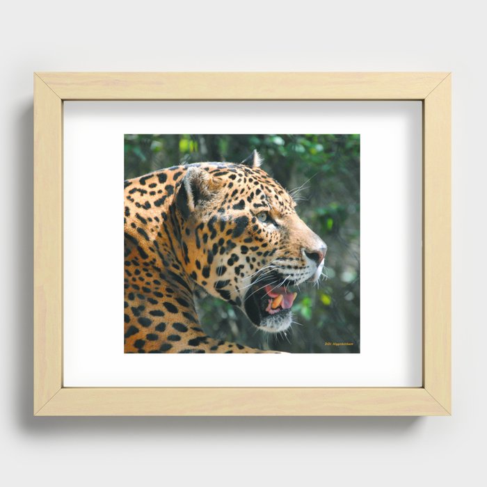 Jaguar in May Recessed Framed Print