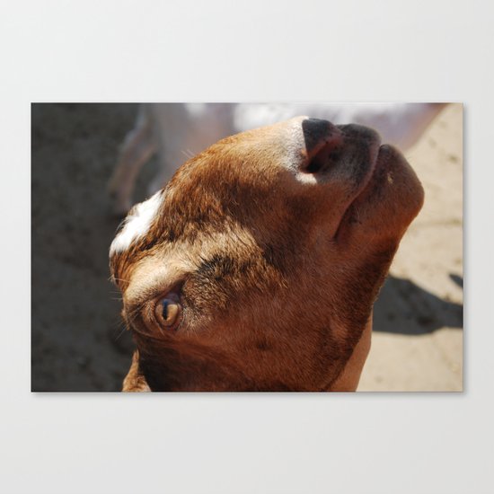 Goat Canvas Print