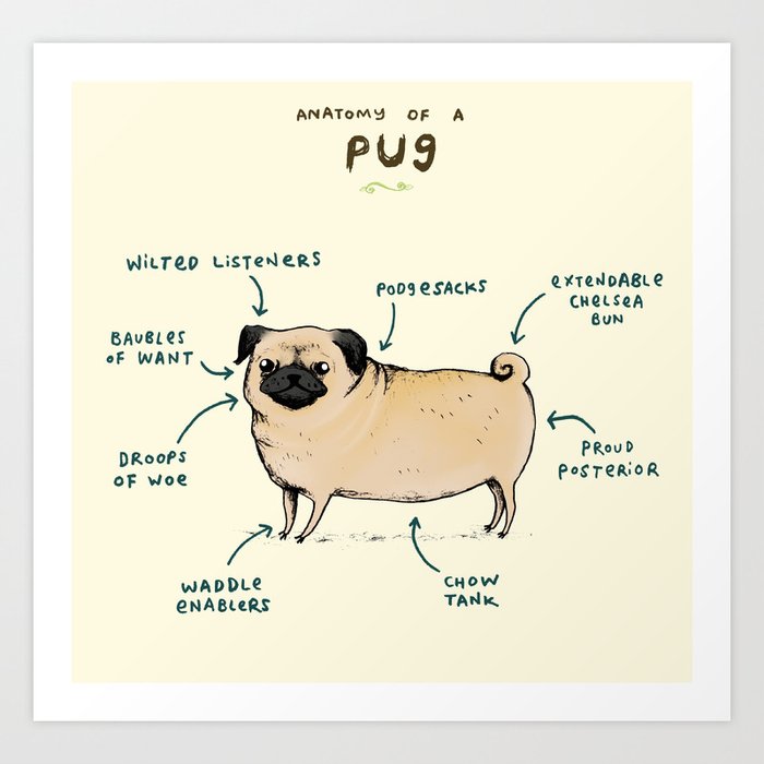 Anatomy of a Pug Kunstdrucke Anatomy of a Pug Kunstdrucke