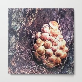 Mushrooms II  Metal Print | Champignons, Ediblemushrooms, Photo, Film, Beechmushrooms, Color, Mushrooms, Shimejimushrooms, Forestharvest, Woodlandfeast 