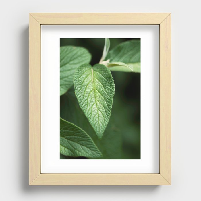 Textured Sage Leaf Recessed Framed Print
