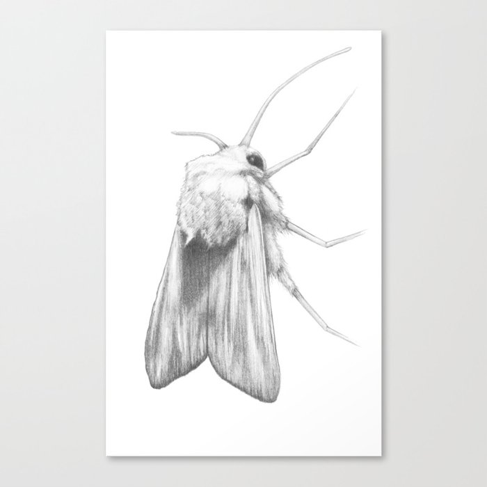 Moth  Canvas Print