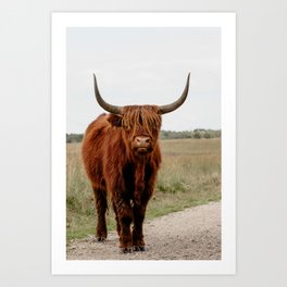 Highland Cow in nature | Scottish Highlanders, cattle in the Netherlands | Wild animals | Fine art travel and nature photography art print Art Print