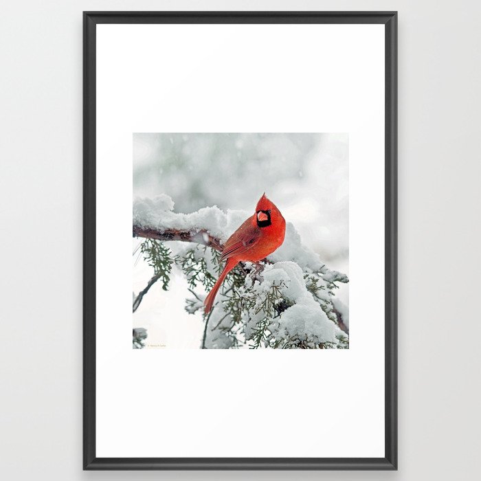 Cardinal on Snowy Branch (sq) Framed Art Print