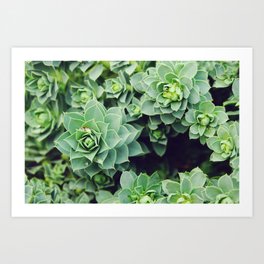 Myrtle Spurge close-up | Pale green succulents Art Print | Plant, Succulents, Beautiful, Botanical, Garden, Closeup, Digital, Spurge, Green, Succulent 
