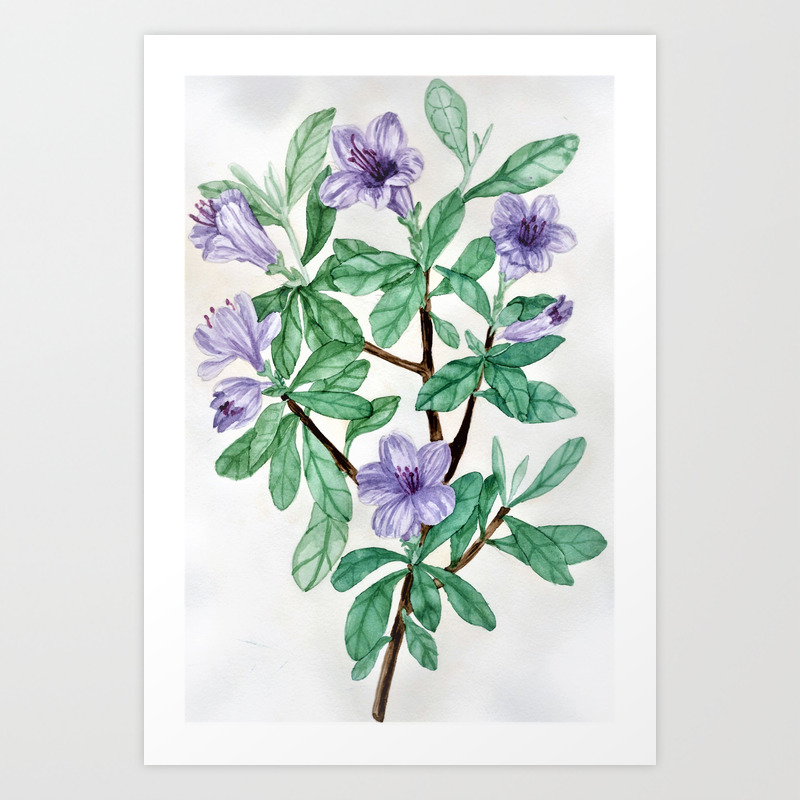Blue Violet Azaleas Watercolor Botanical Painting Art Print By