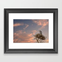 Utah Sunset - Great Blue Heron on Nest Framed Art Print