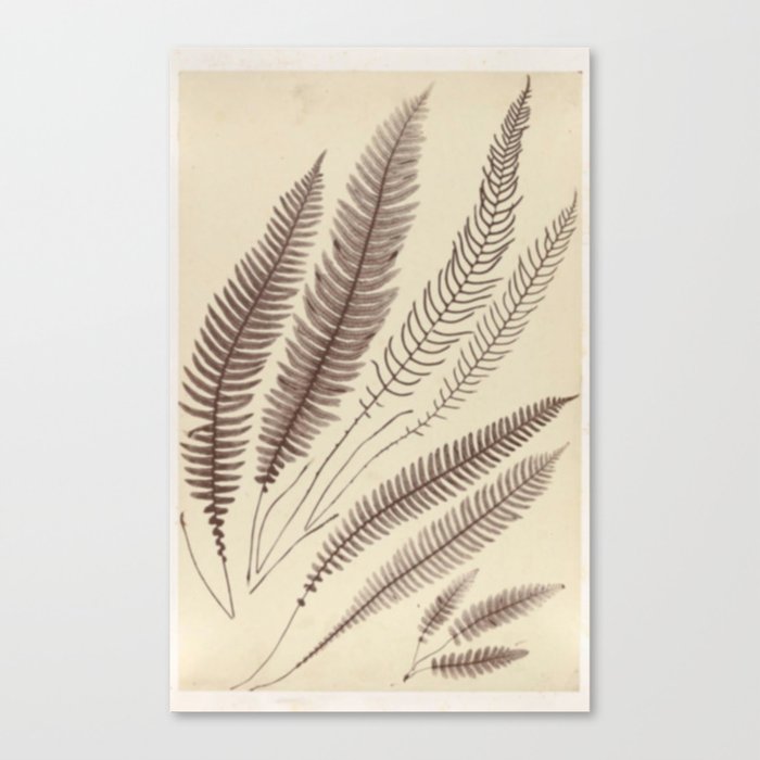 Naturalist Ferns Canvas Print