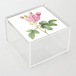 Vintage Pink Agatha Rose Botanical Illustration on Pure White Acrylic Box